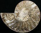 Stunning Choffaticeras (Daisy Flower) Ammonite #29153-2